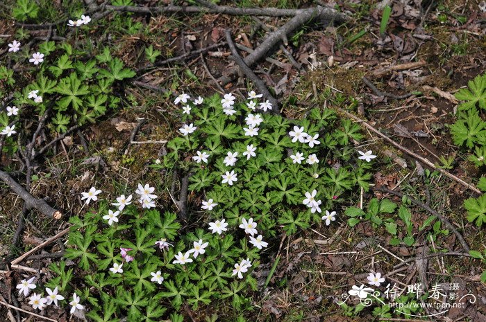 鹅掌草Anemone flaccida