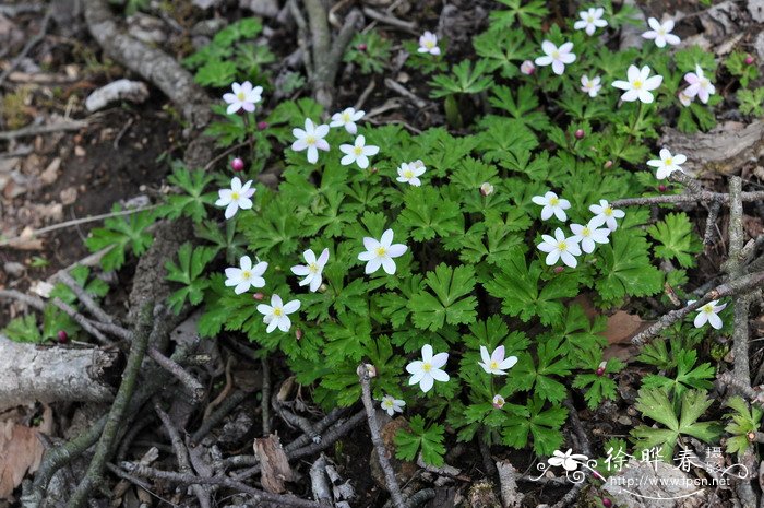 鹅掌草Anemone flaccida