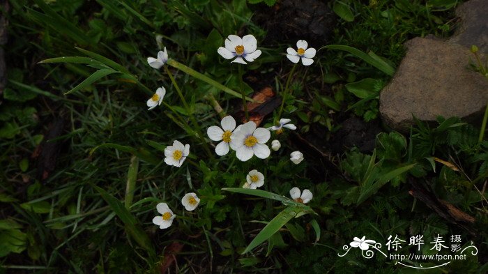 疏齿银莲花Anemone geum subsp. ovalifolia