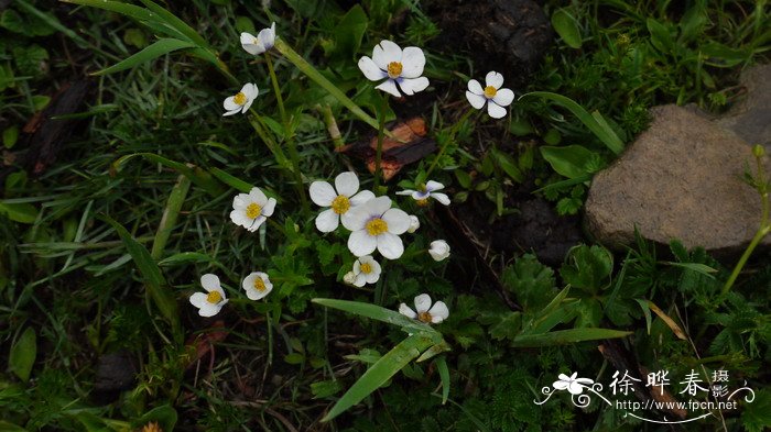 疏齿银莲花Anemone geum subsp. ovalifolia