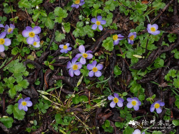 钝裂银莲花Anemone obtusiloba