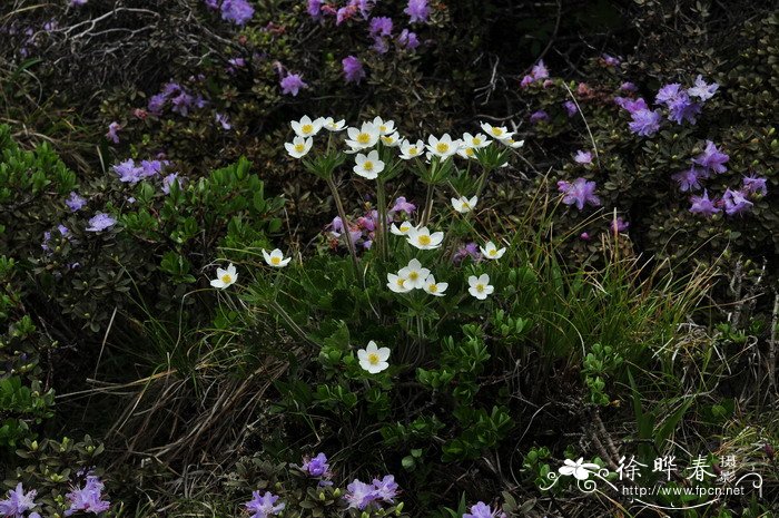 太白银莲花Anemone taipaiensis