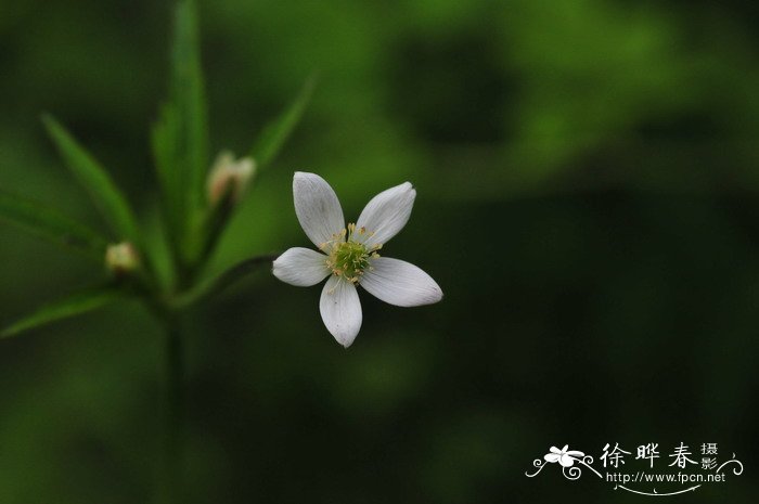 小花草玉梅Anemone rivularis var. flore-minore