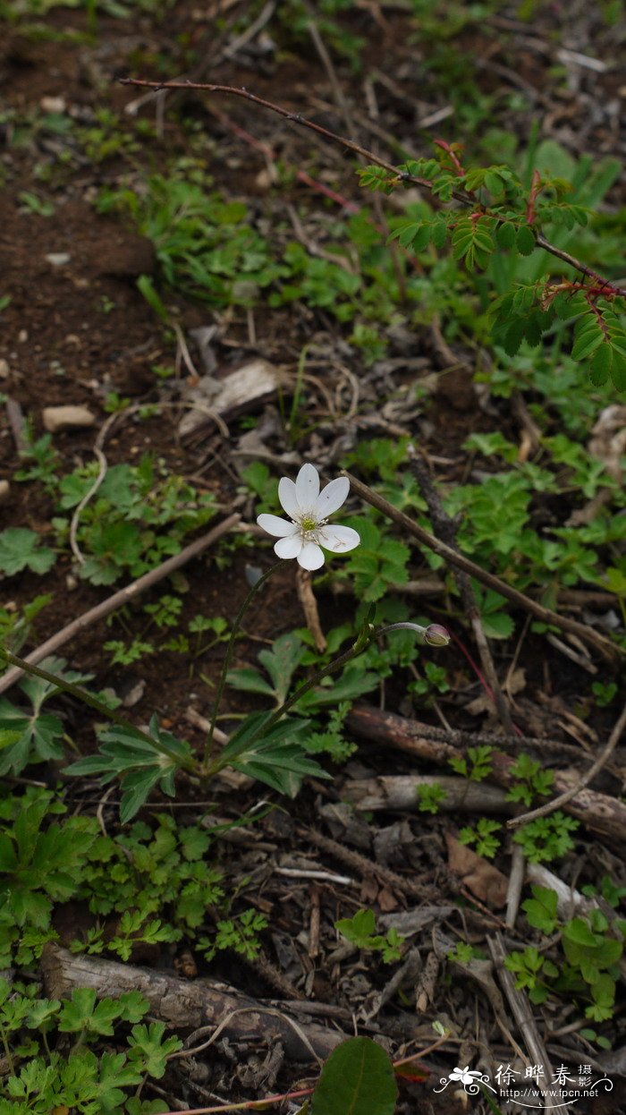 小花草玉梅Anemone rivularis var. flore-minore