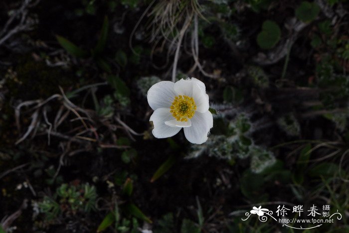 岩生银莲花Anemone rupicola