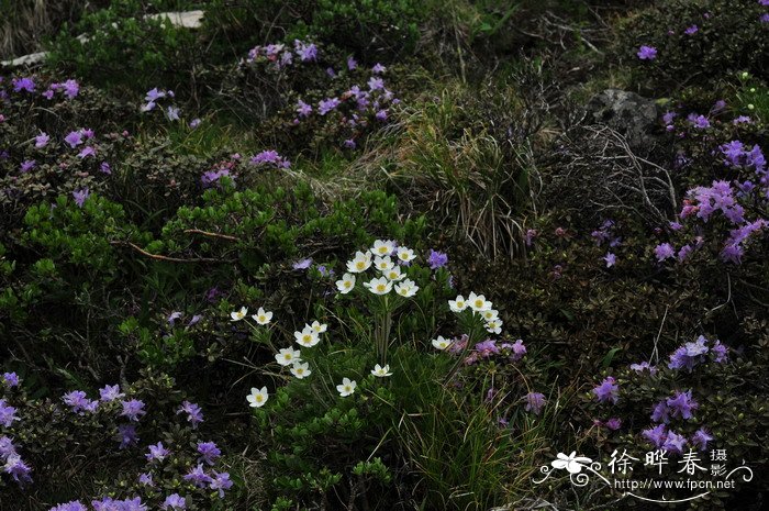 太白银莲花Anemone taipaiensis