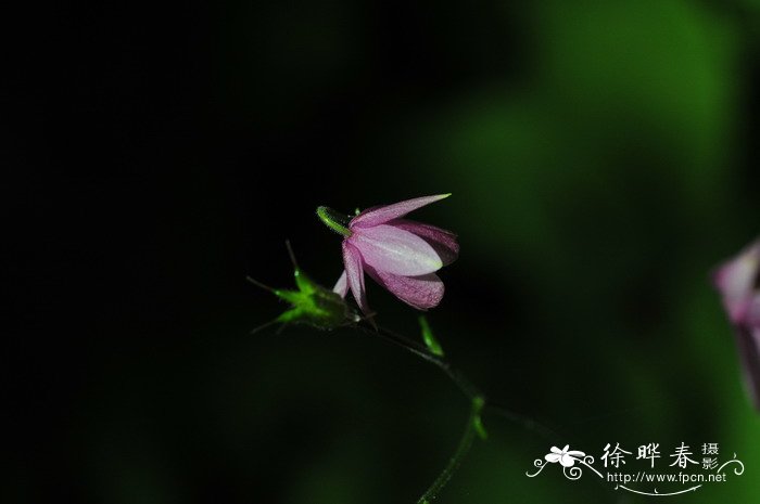 无距耧斗菜Aquilegia ecalcarata