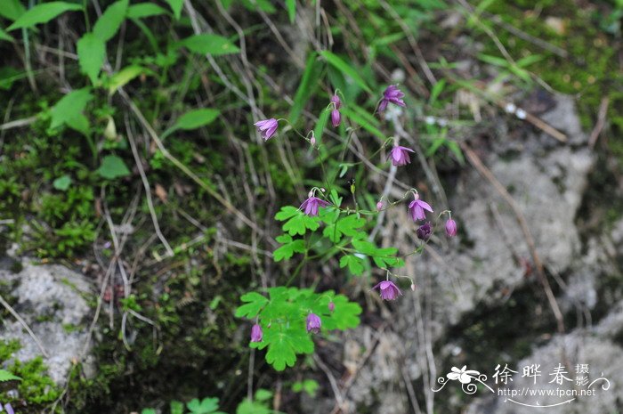 无距耧斗菜Aquilegia ecalcarata