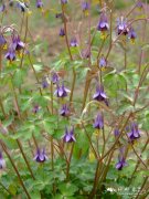 小花耧斗菜Aquilegia parviflora