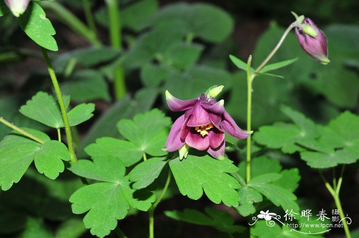 华北耧斗菜Aquilegia yabeana