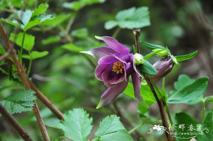 华北耧斗菜Aquilegia yabeana