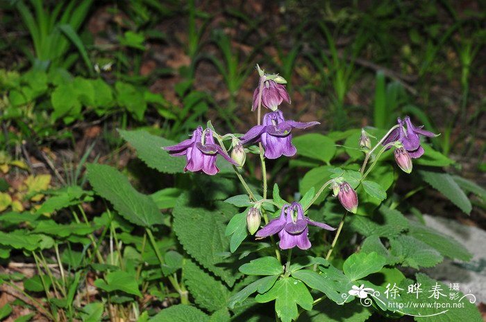 华北耧斗菜Aquilegia yabeana