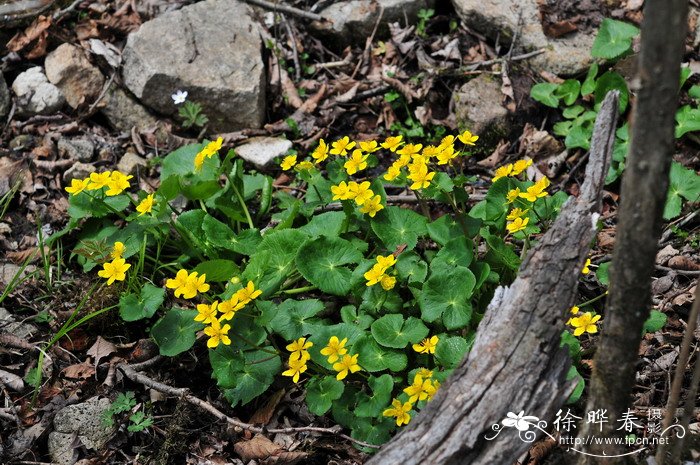 驴蹄草Caltha palustris