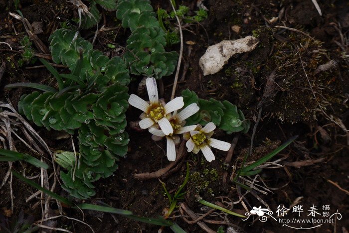 美花草Callianthemum pimpinelloides