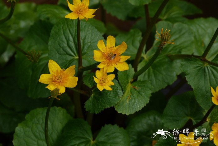 膜叶驴蹄草Caltha palustris var. membranacea