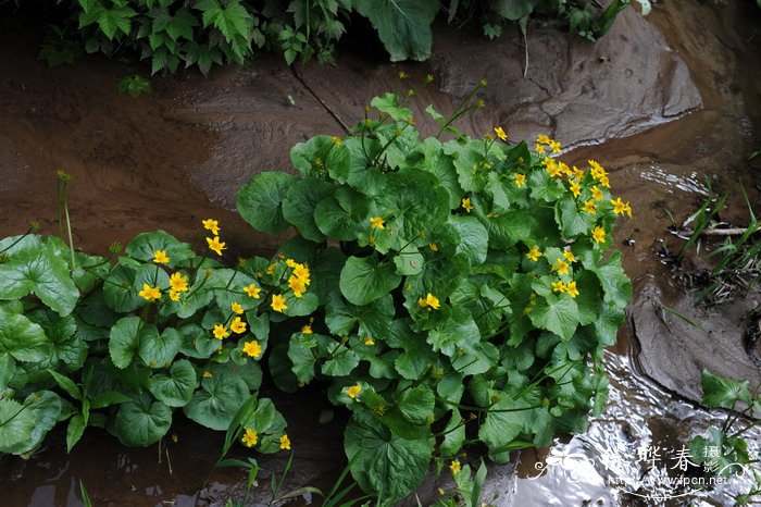 膜叶驴蹄草Caltha palustris var. membranacea