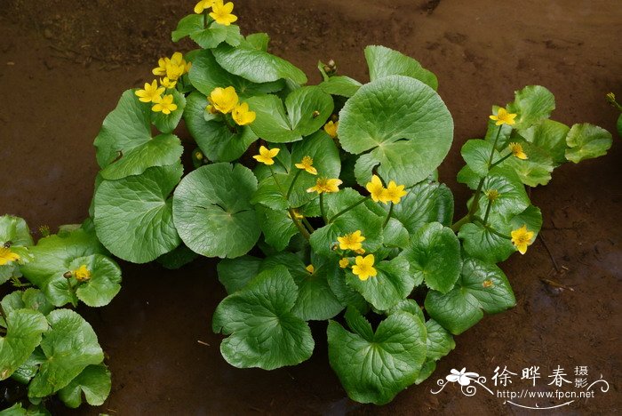 膜叶驴蹄草Caltha palustris var. membranacea