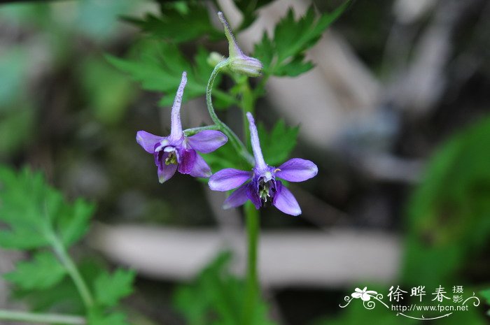 还亮草Delphinium anthriscifolium