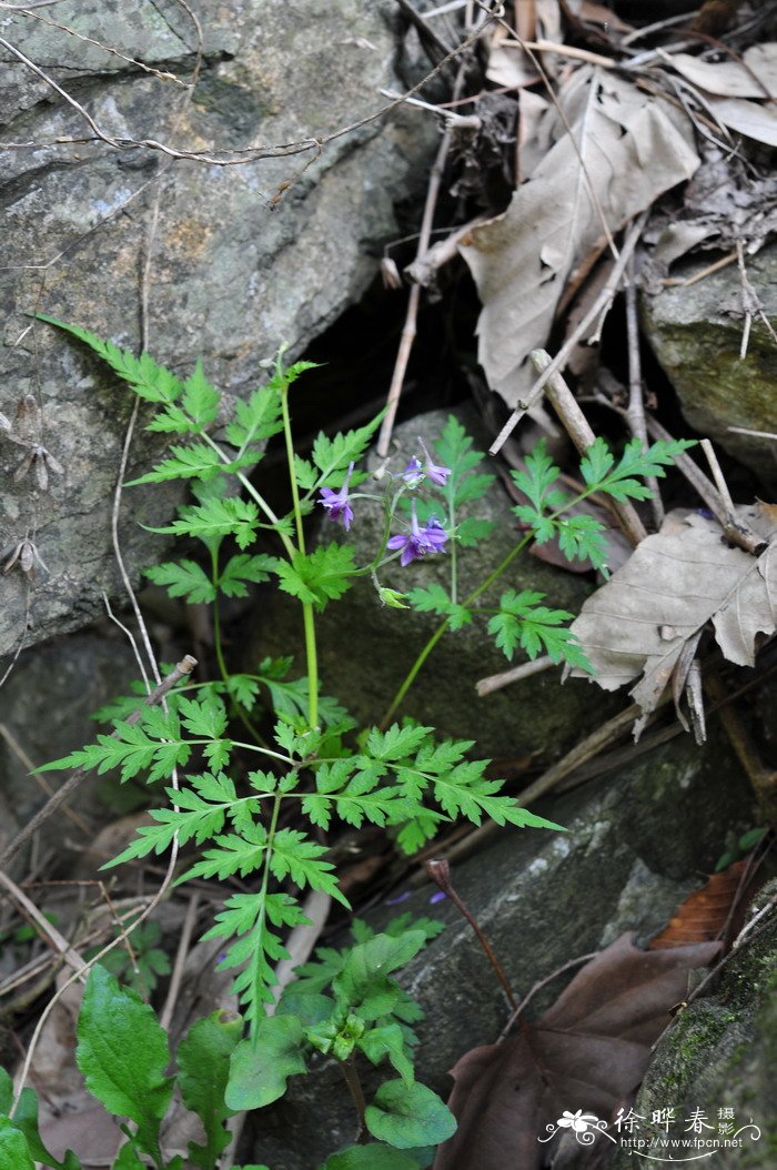 还亮草Delphinium anthriscifolium