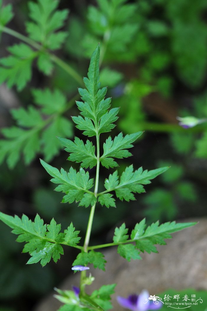 还亮草Delphinium anthriscifolium