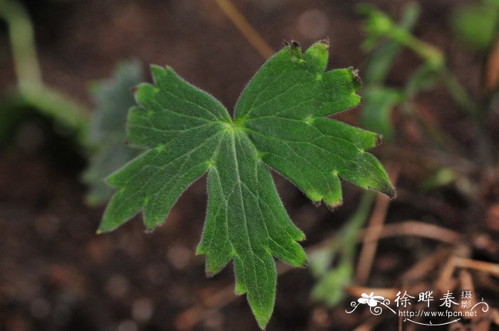 拟螺距翠雀花Delphinium bulleyanum