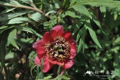 紫牡丹Paeonia delavayi