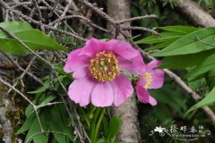 川赤芍Paeonia anomala subsp. veitchii