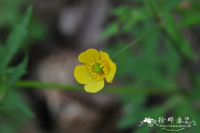 小茴茴蒜Ranunculus cantoniensis