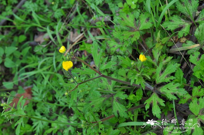 小茴茴蒜Ranunculus cantoniensis