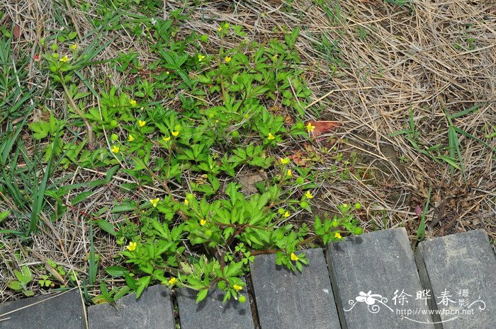 小茴茴蒜ranunculus cantoniensis