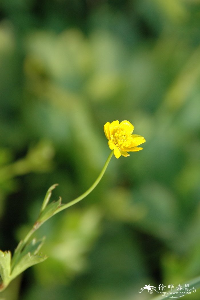 毛茛Ranunculus japonicus