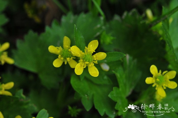 刺果毛茛Ranunculus muricatus