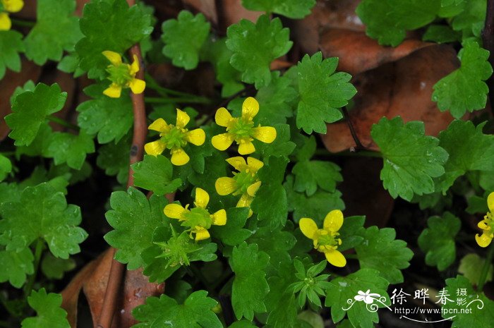 刺果毛茛Ranunculus muricatus