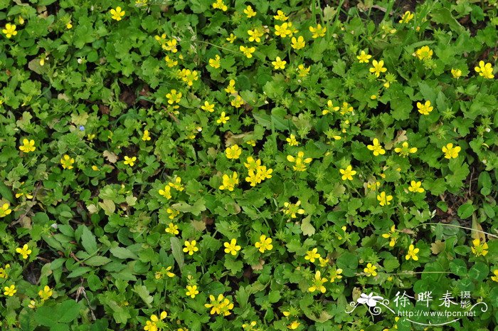 刺果毛茛Ranunculus muricatus