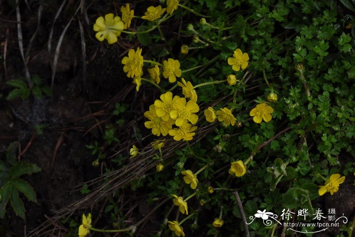 太白山毛茛Ranunculus petrogeiton