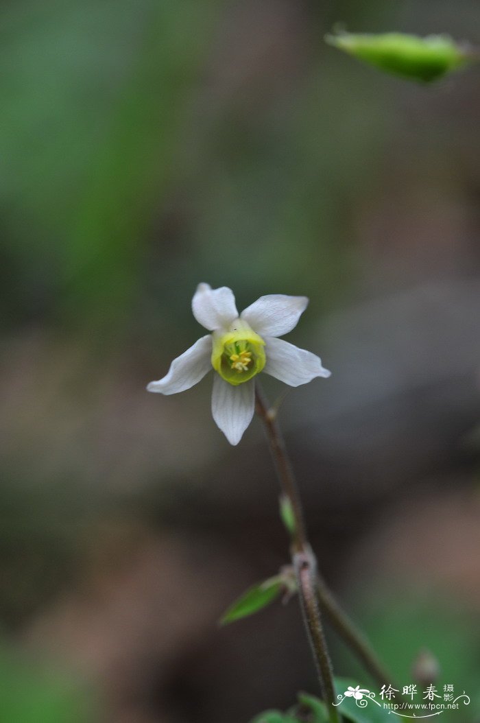 天葵Semiaquilegia adoxoides