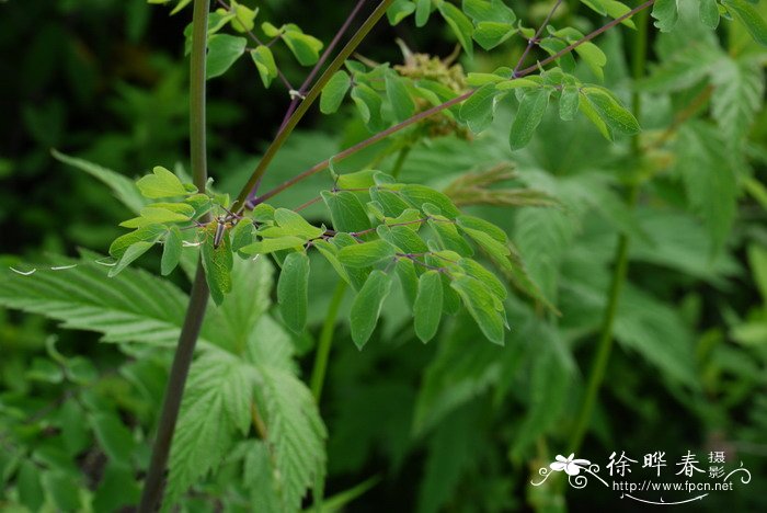 翼果唐松草Thalictrum aquilegifolium var. sibiricum