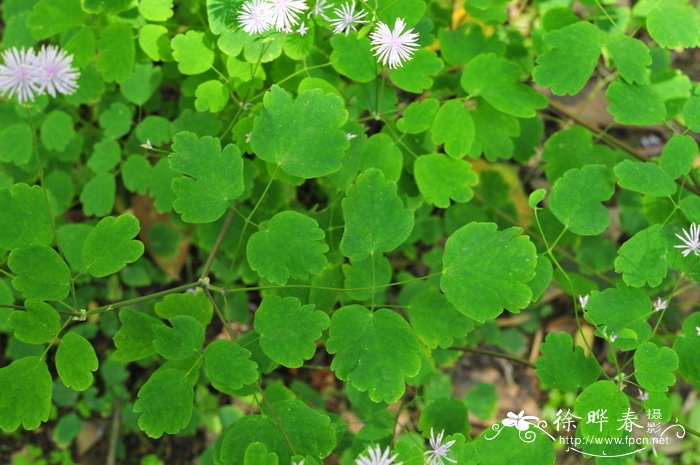 华东唐松草Thalictrum fortunei