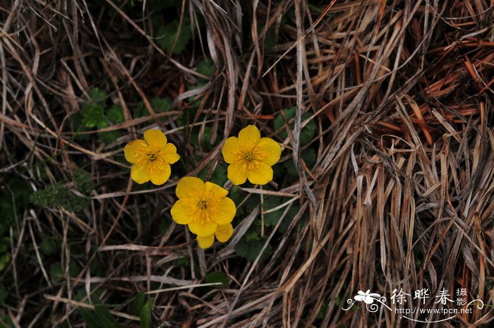 矮金莲花Trollius farreri