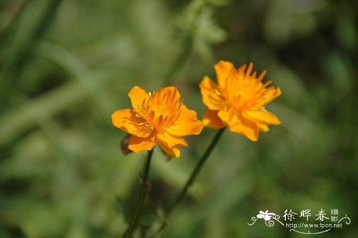 金莲花Trollius chinensis