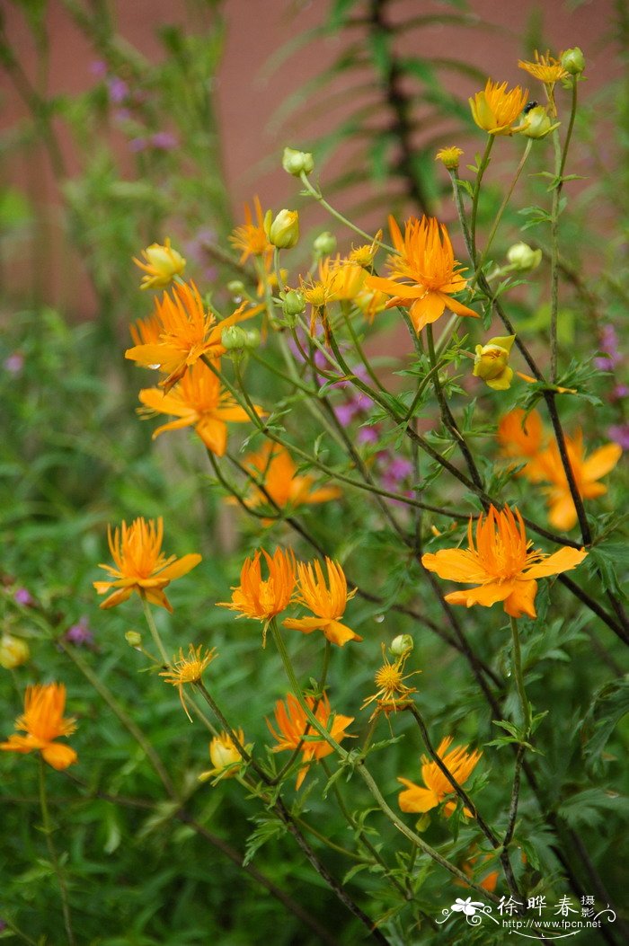 长瓣金莲花Trollius macropetalus