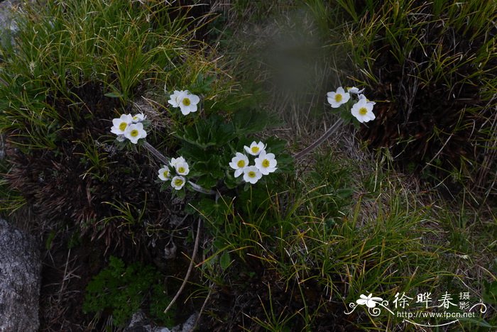 岷山银莲花Anemone rockii