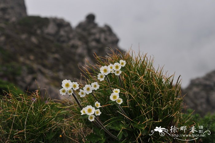 岷山银莲花Anemone rockii