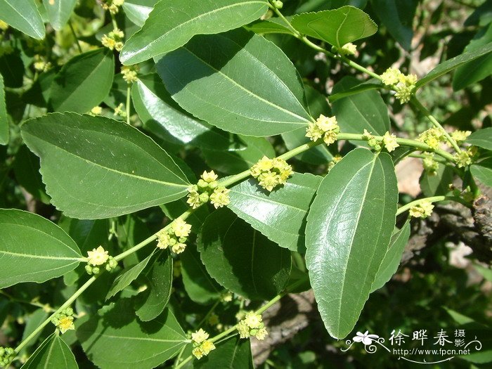 枣Ziziphus jujuba