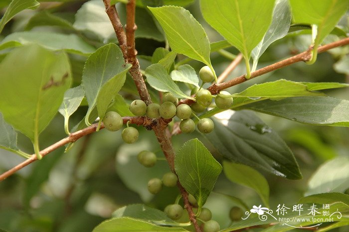 鼠李Rhamnus davurica