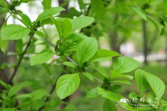 冻绿Rhamnus utilis