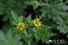 路边青 Geum aleppicum