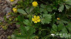 纽曼委陵菜Potentilla neumanniana