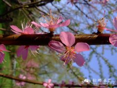 榆叶梅 Amygdalus triloba