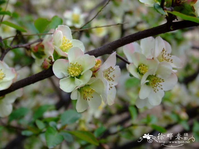 皱皮木瓜 Chaenomeles speciosa